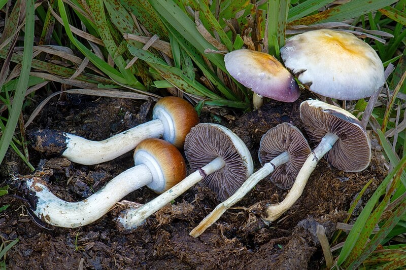 IFS for Psychedelics