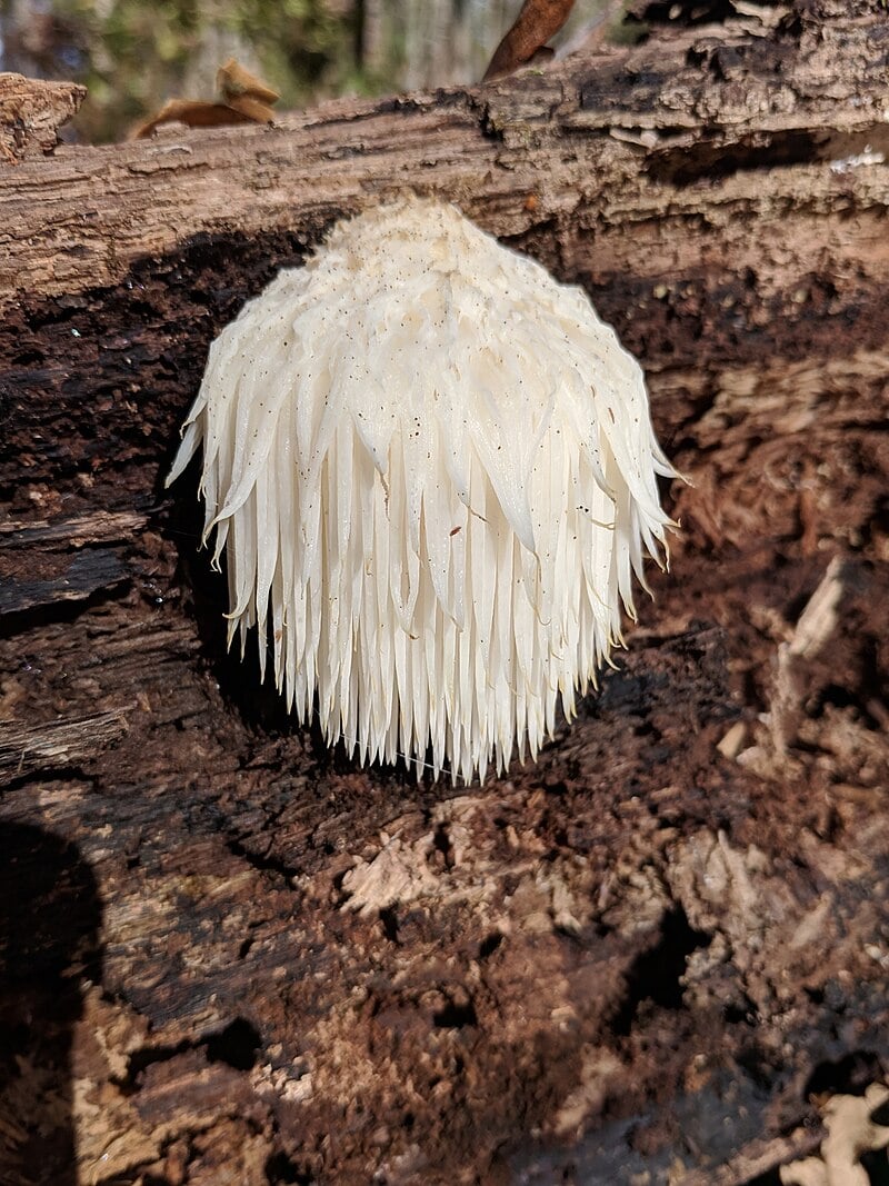 Lion's Mane Mushroom: Clinical Evidence for Brain Health and Beyond