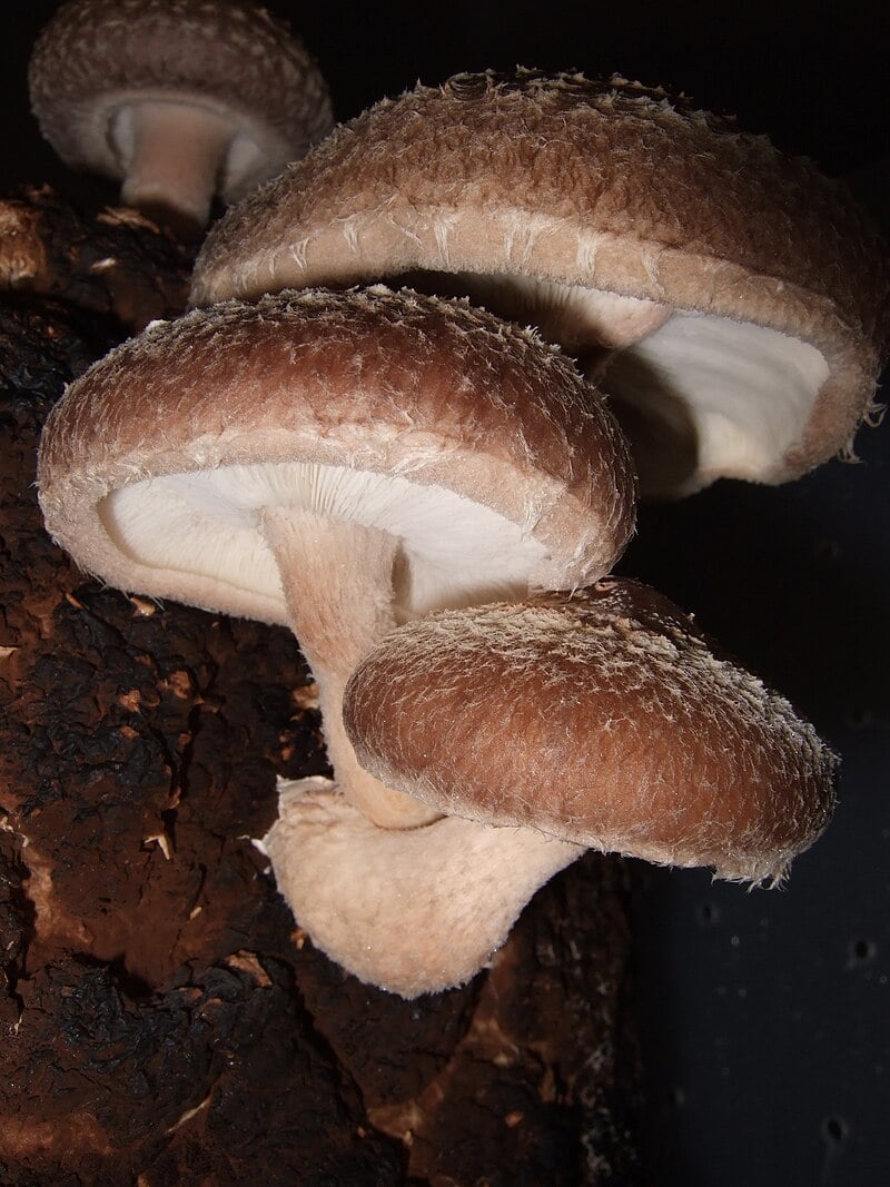 Stacking Functional Mushrooms: Is Combining Lion's Mane, Reishi, Cordyceps, and Turkey Tail Worth It?