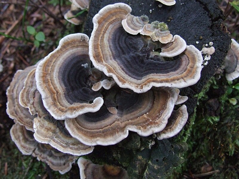 Turkey Tail Mushroom: The Immune Champion With FDA-Recognized Research